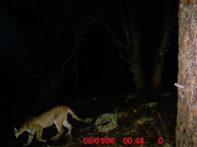 Random Roger: Mountain Lion